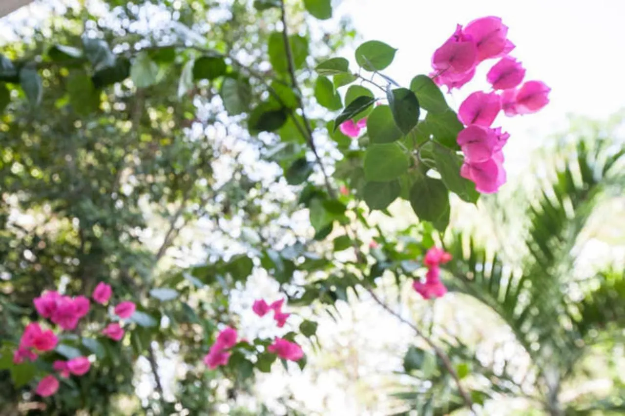 Relaxing Casa Tzalam 3Br Surrounded By Nature By Happy Address Tulum 0*,  Meksika